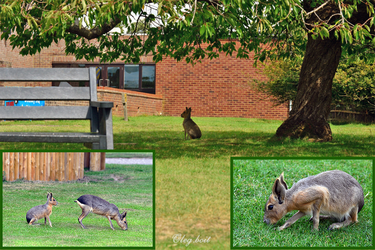 Патагонские зайцы в зоопарке Уипснейд  (коллаж) - Тамара Бедай 