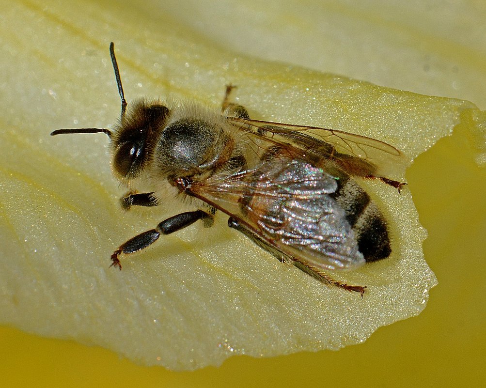 Пчела на лепестке гладиолуса - Асылбек Айманов