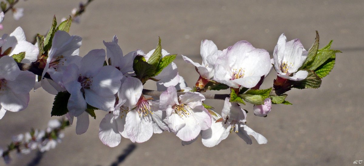 Ветка цветущей вишни - Татьяна Ларионова
