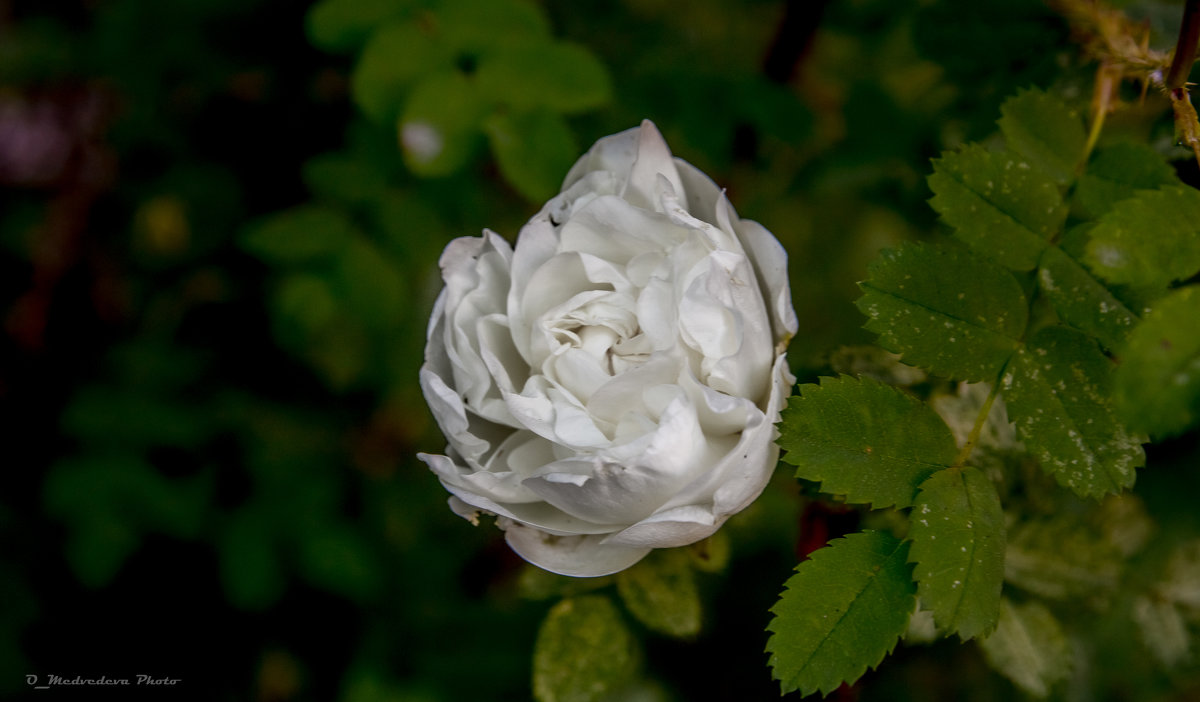 белая чайная роза - Ольга (Кошкотень) Медведева