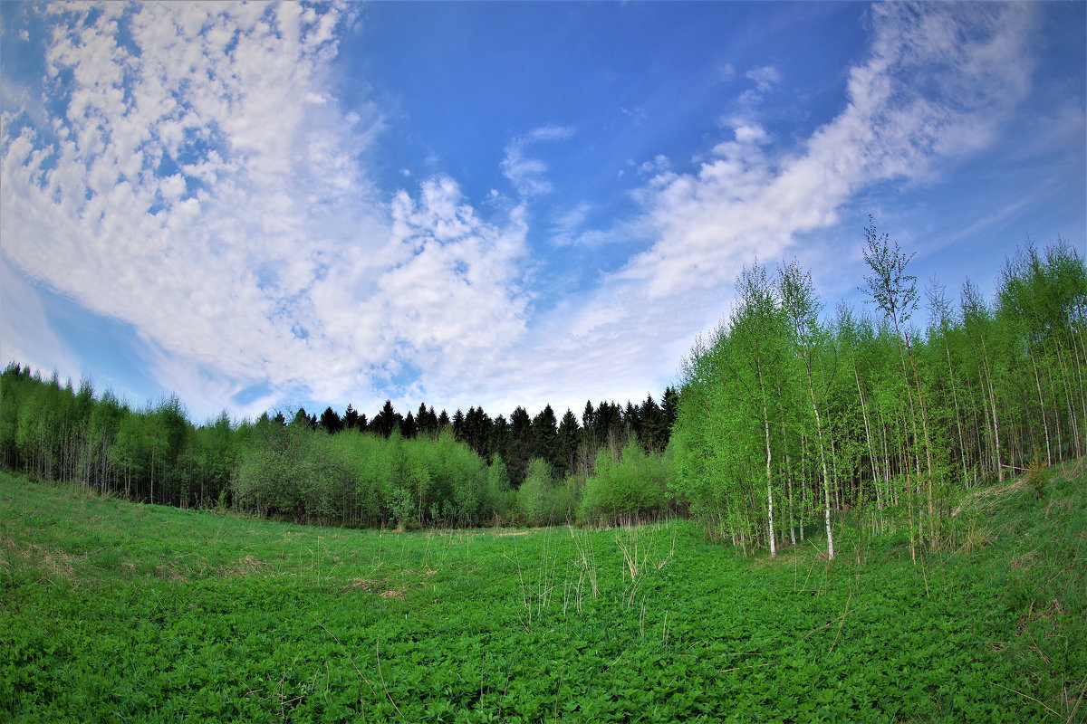 Весенний лес - Валерий Талашов