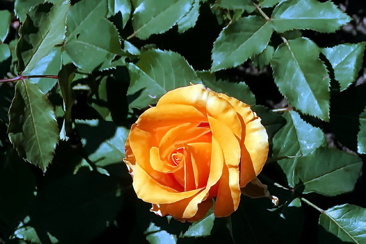 Майские розы Фото 3 - Владимир Бровко