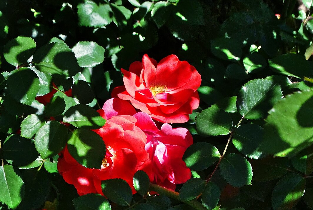 Майские розы Фото №5 - Владимир Бровко