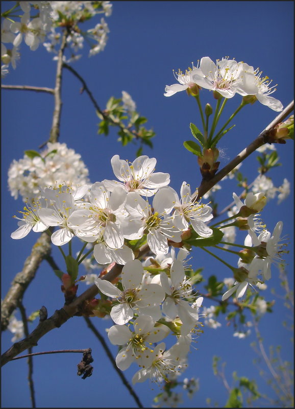 Цветение вишни - lady v.ekaterina