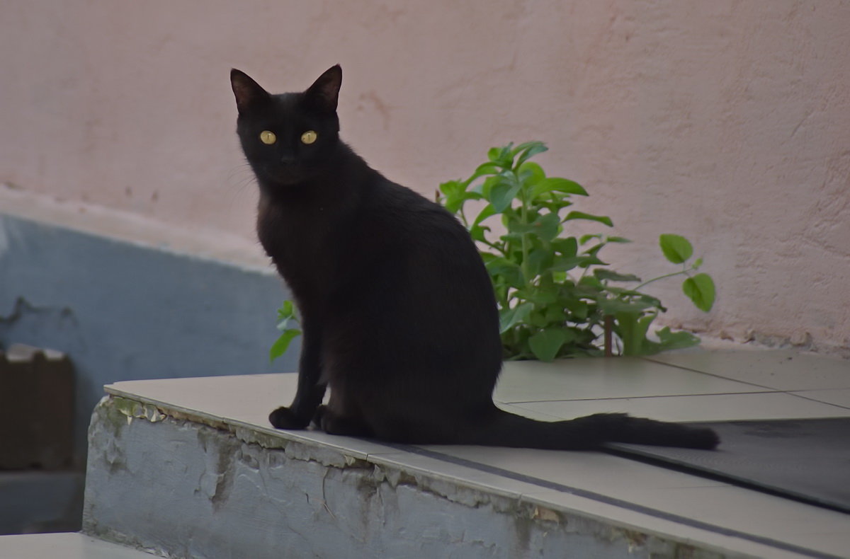 Если чёрный кот... - Николай Саржанов