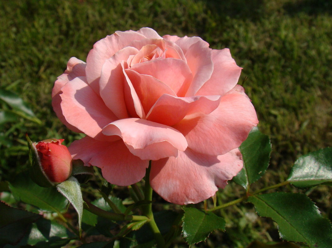 Розовая роза - Татьяна Георгиевна 