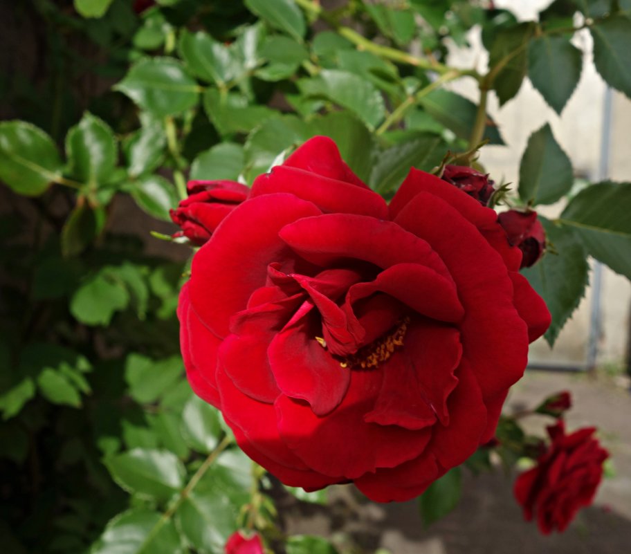 "Средь связки роз, весной омытой, Прекрасней чайной розы нет..." - Galina Dzubina