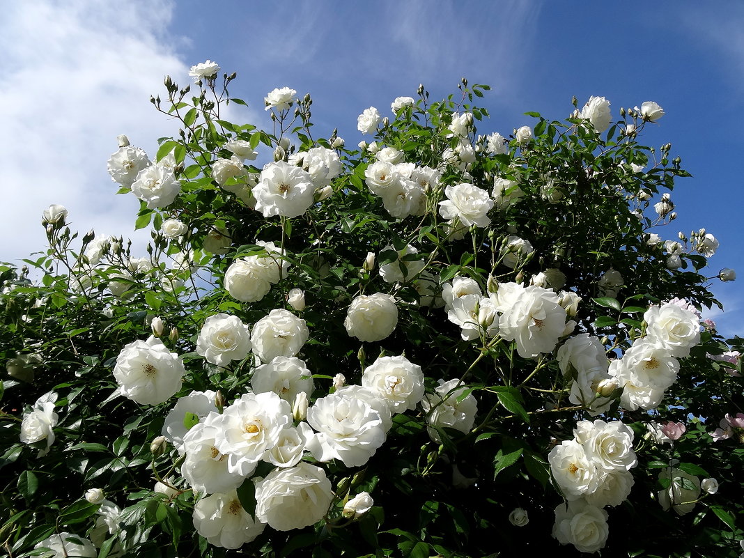 Белые розы - wea *