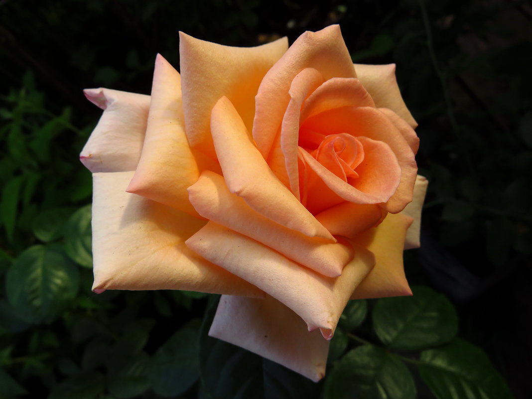 Роза - дар прекрасный рая, людям посланный на благо - Андрей Лукьянов