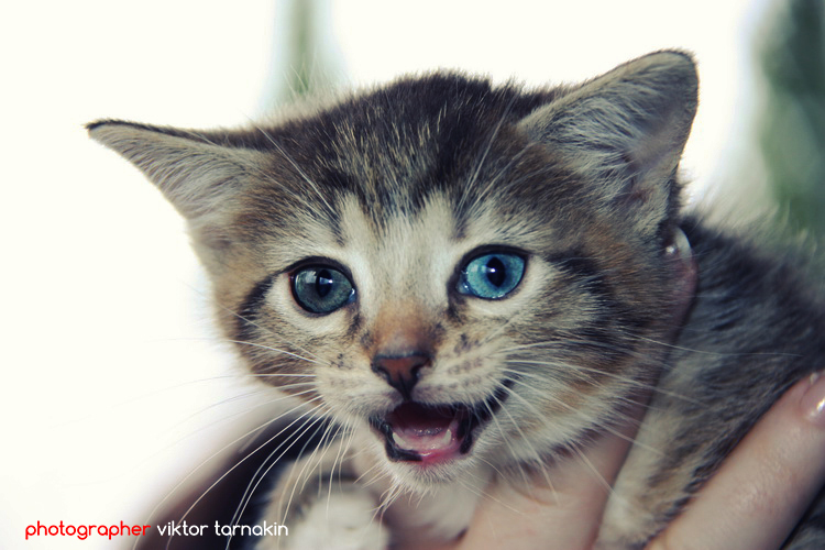 Котенок с голубыми глазами - Виктор Тарнакин