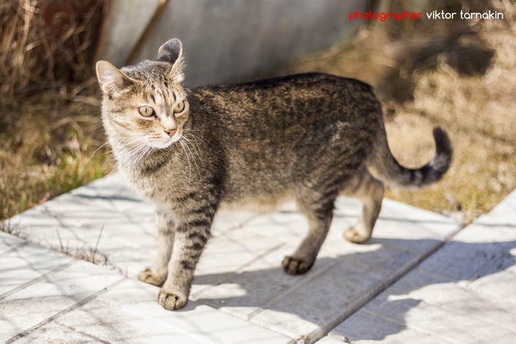 Кот - Виктор Тарнакин