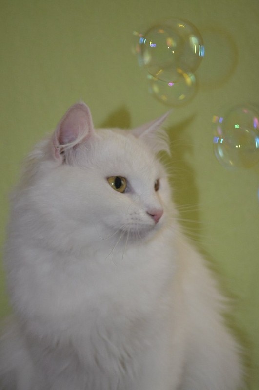 Кошка с мыльными пузырями. - Виктория 