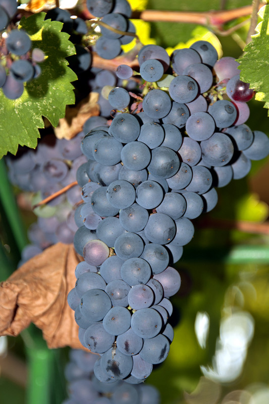 Гроздь винограда - Геннадий Тимохин