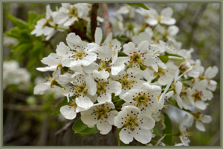 17.03.12 Цветет дикая сирийская груша, Pyrus syriaca. - Борис Ржевский