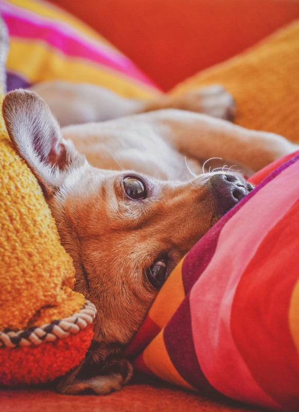 Кто сказал, что собаки спят на коврике? - Катерина Регрут