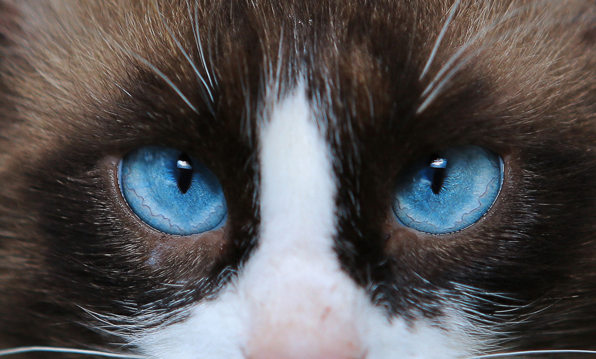 кошачьи глаза - юрий макаров