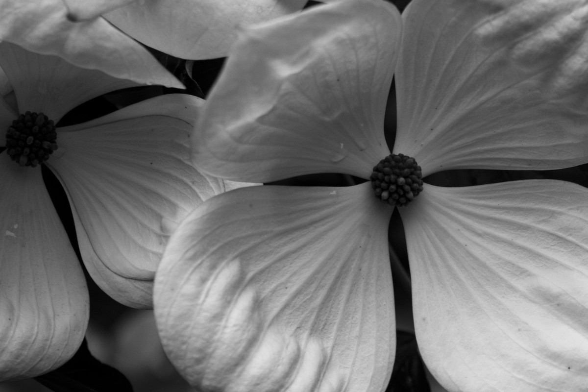 белый цветок - Yulia Braginets