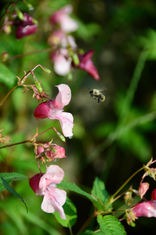 Пчела, подлетающая к цветку - Ольга 