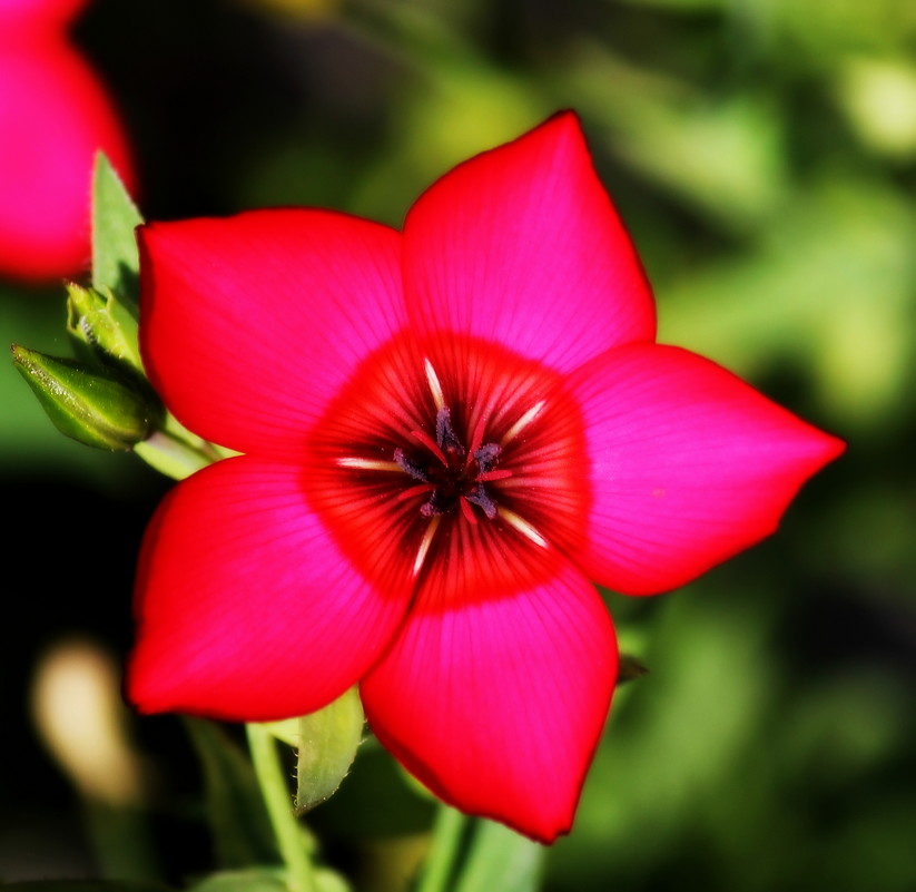 цветок - lev makhnev