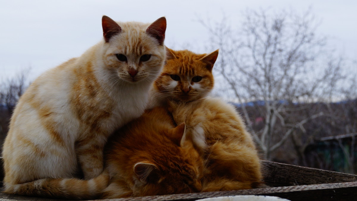 Коты на даче - Иван Начинка