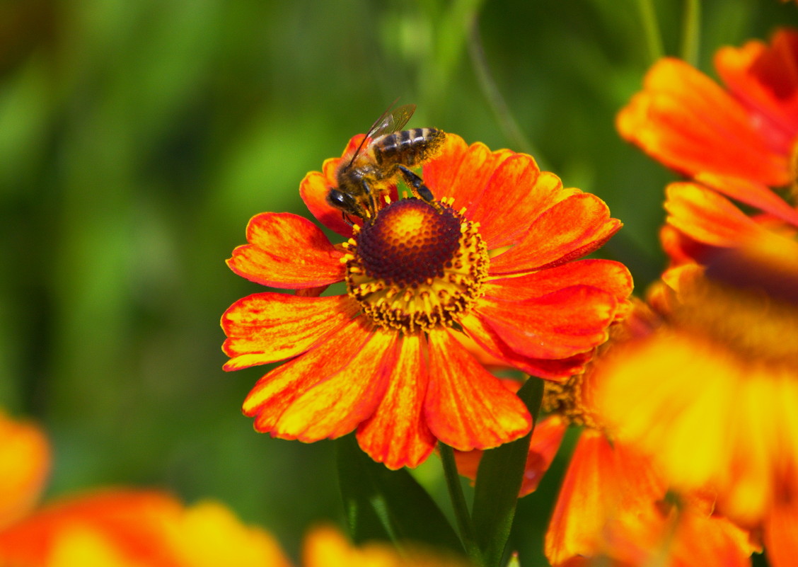 пчелка пьёт нектар - Дима Нестеров