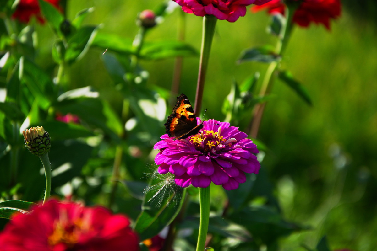 бабочка на цветке - Дима Нестеров