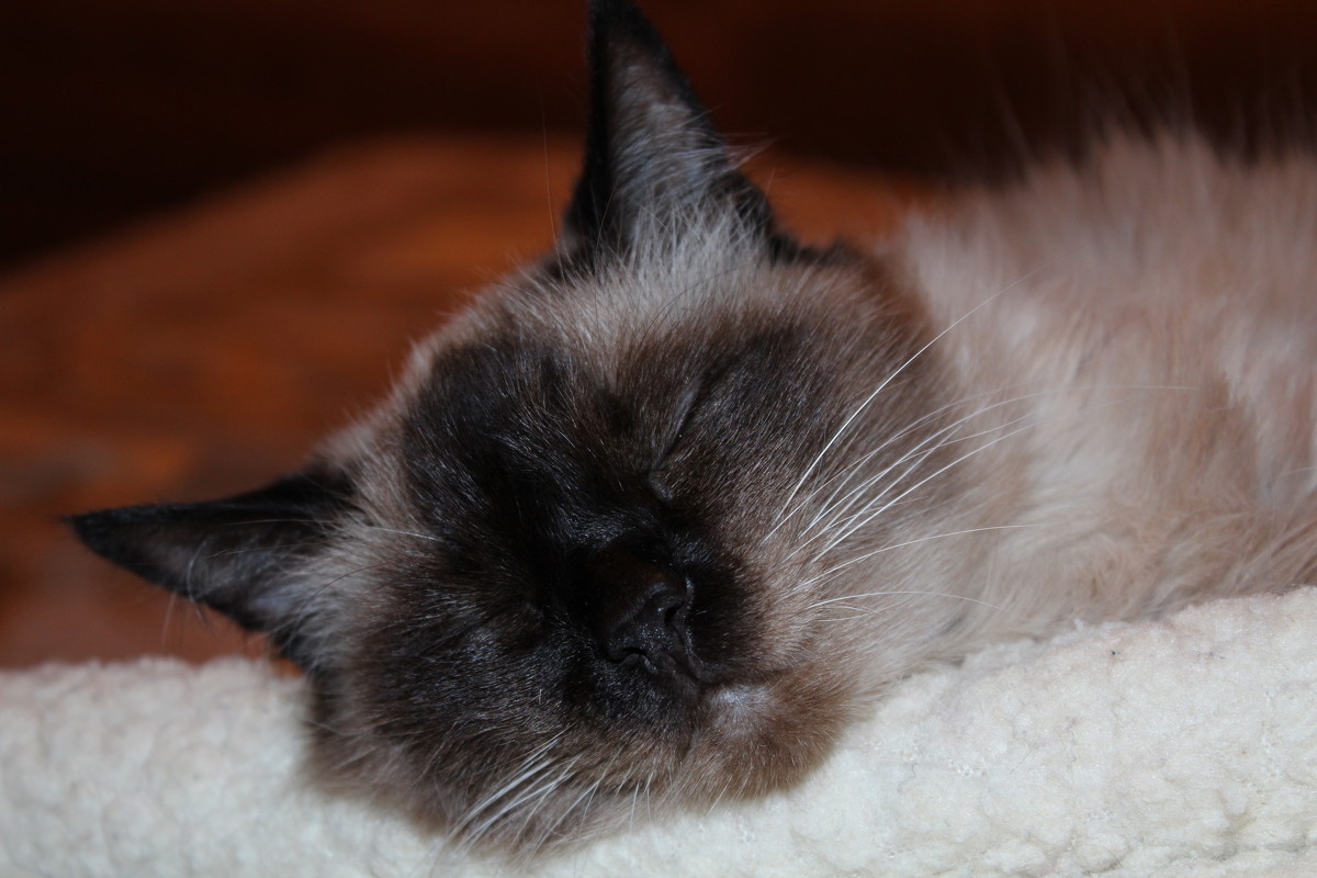 Кошка спит - Ольга 
