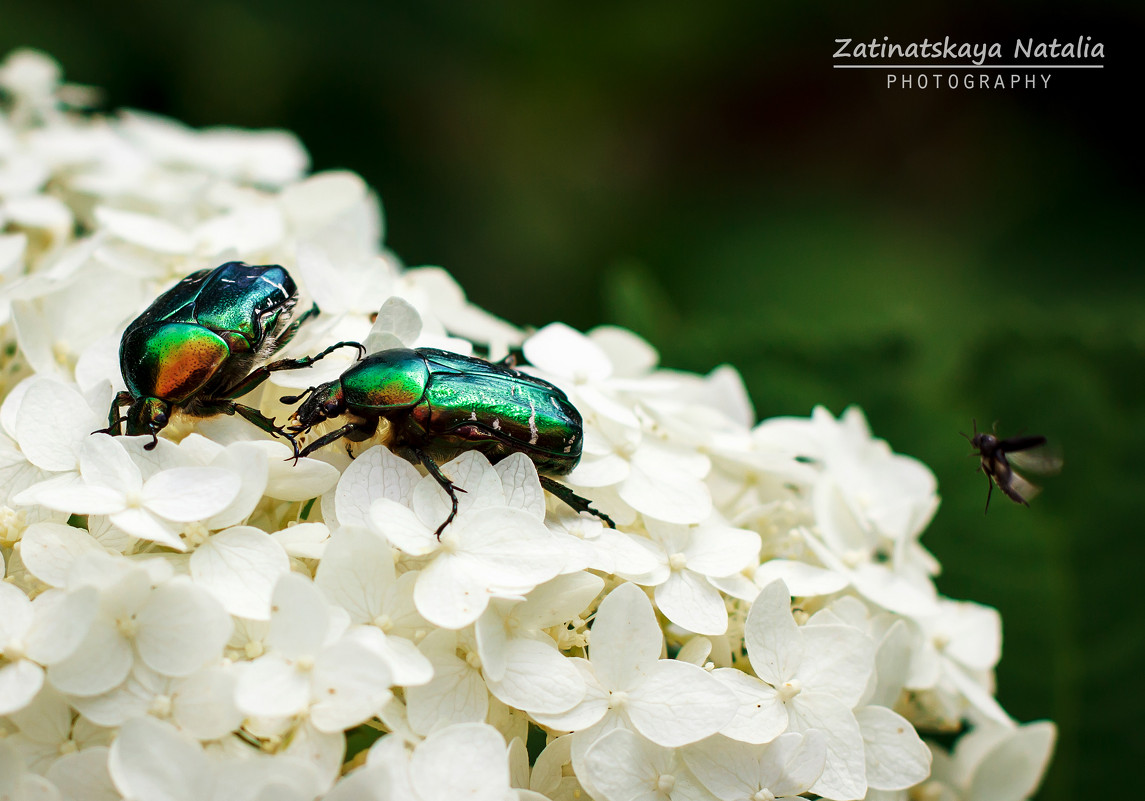 Два жука и комарик) - Natasha Zatinatskaya