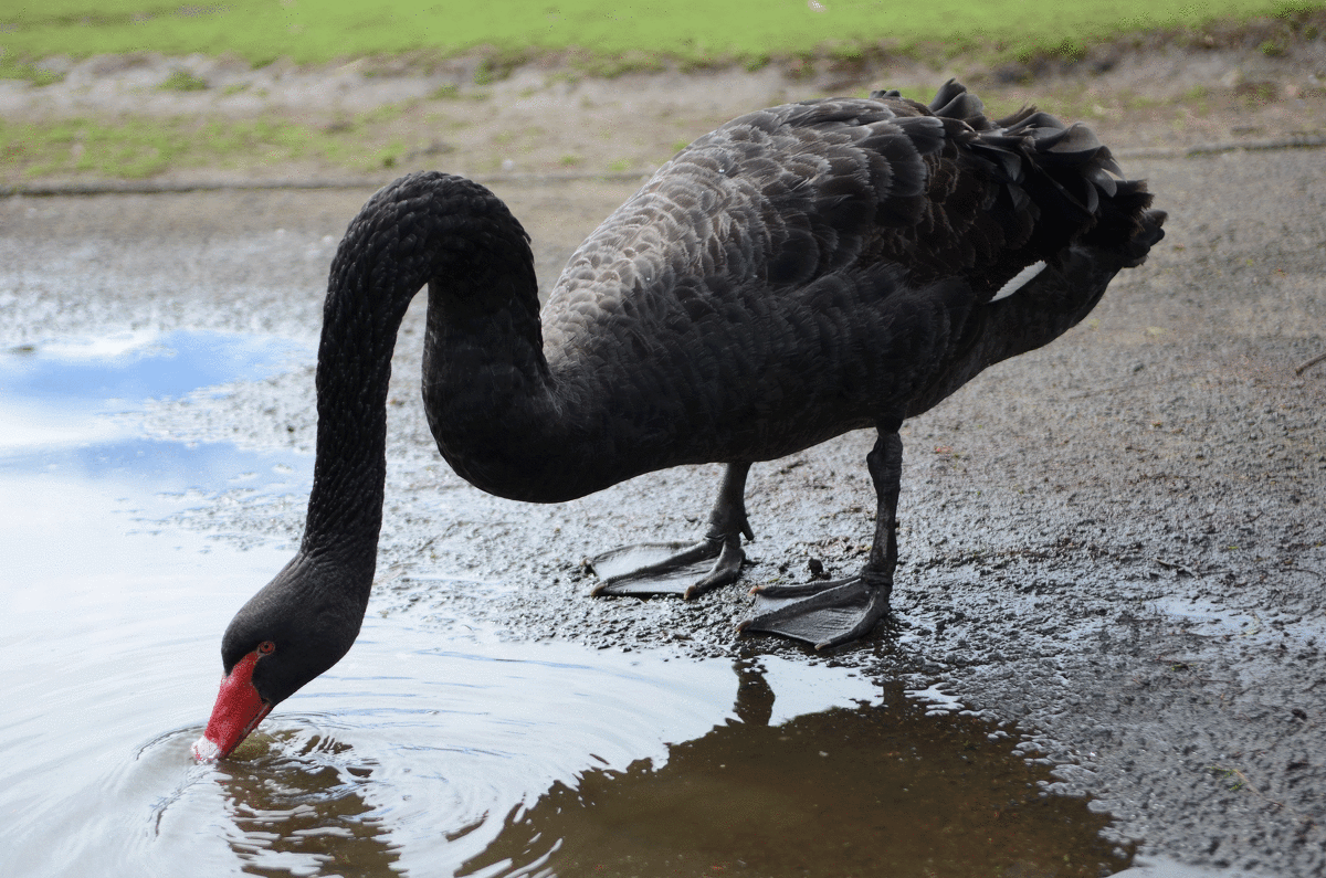 Black swan - Raya Z