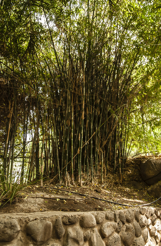 Заросли бамбука - susanna vasershtein