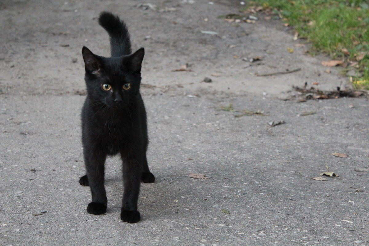 черный кот - Ольга 