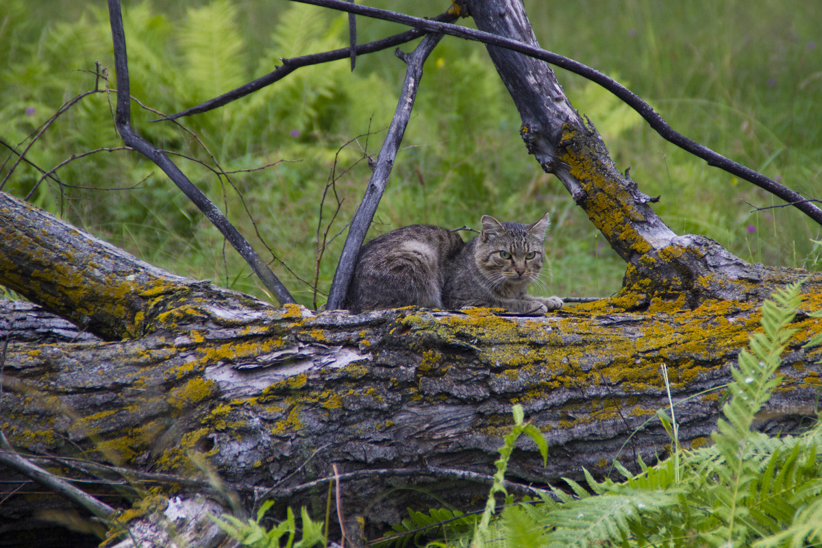 Кот ученый - Ульяна Северинова Фотограф