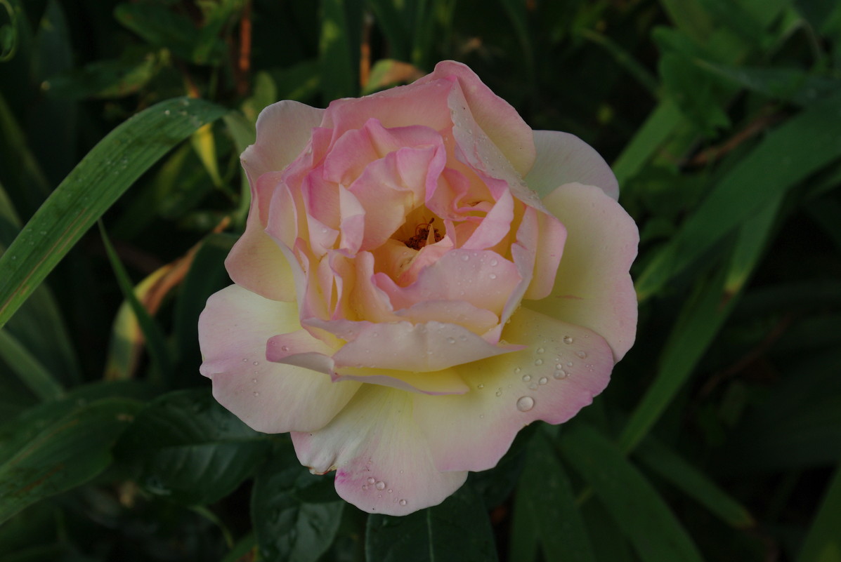 Розовая роза - Виктор Власов