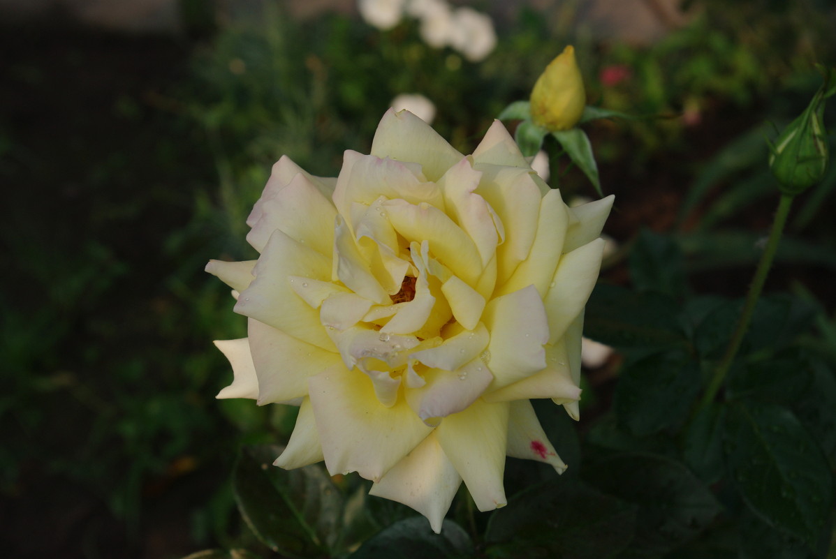Жёлтая роза - Виктор Власов