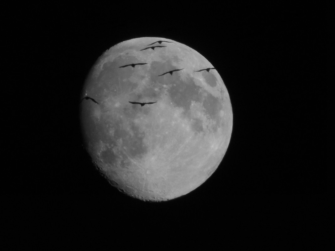 Птицы на фоне Луны - Николай ntv