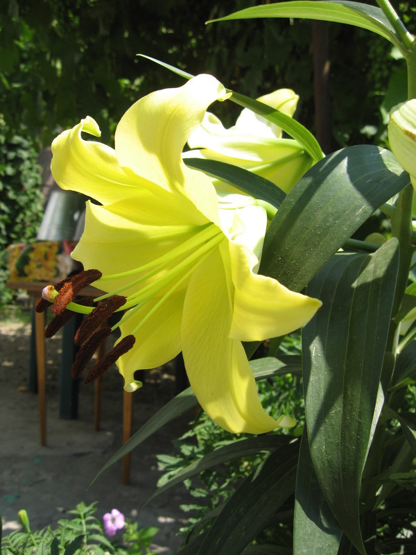 Цветок в моем дворе - Helga Viavi 
