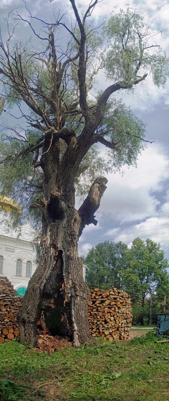 Могучее дерево - Галина Каюмова