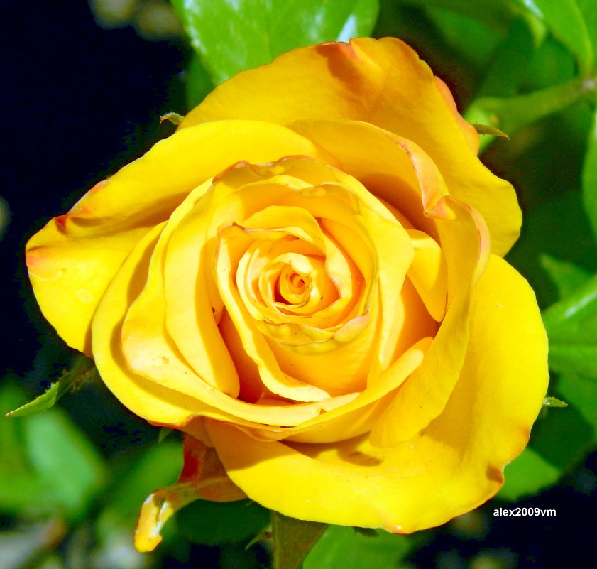 Роза жёлтая, роза изящная, аромата необычайного! - Александр Машков (alex2009vm)