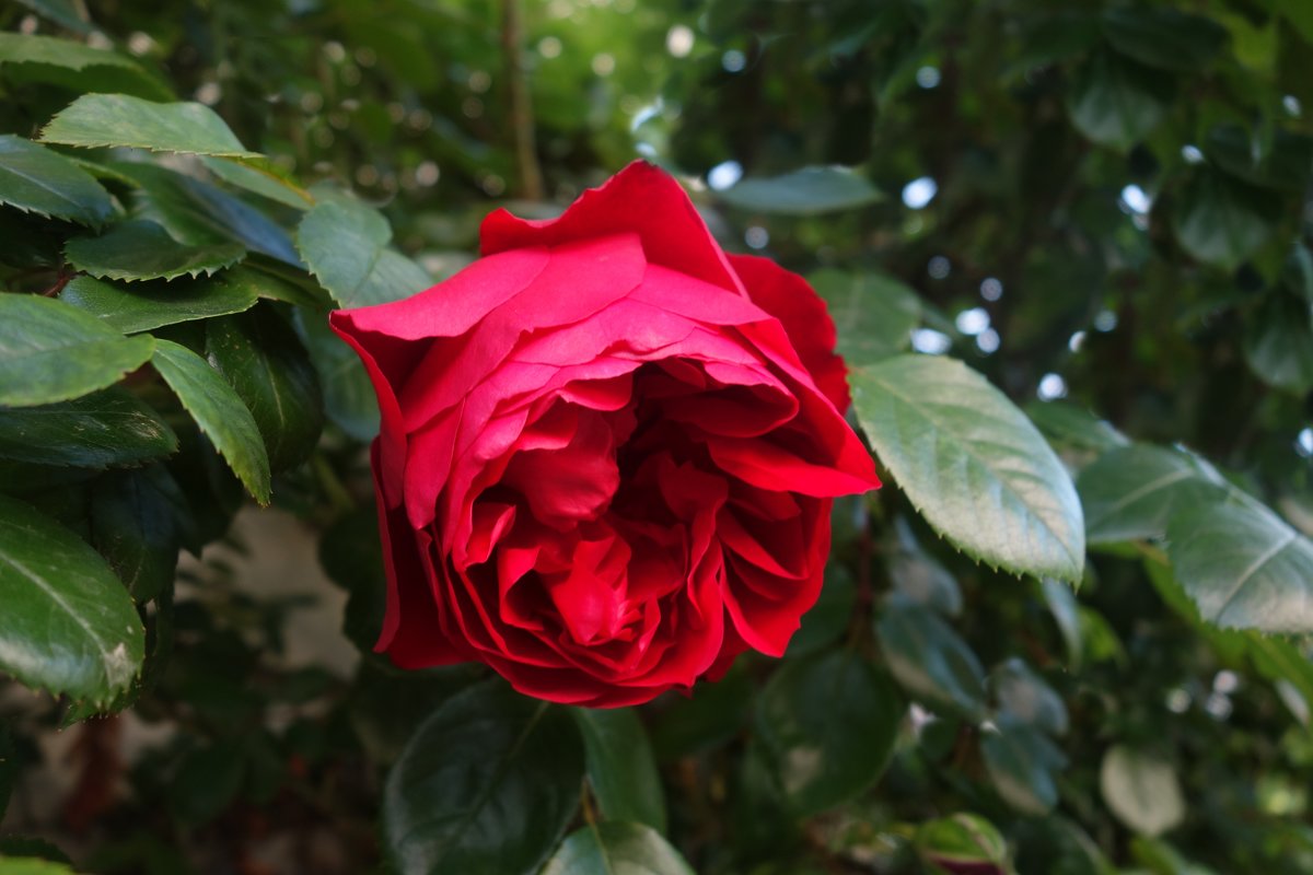"Мне сулит  чудеса Темно - красная роза..." - Galina Dzubina