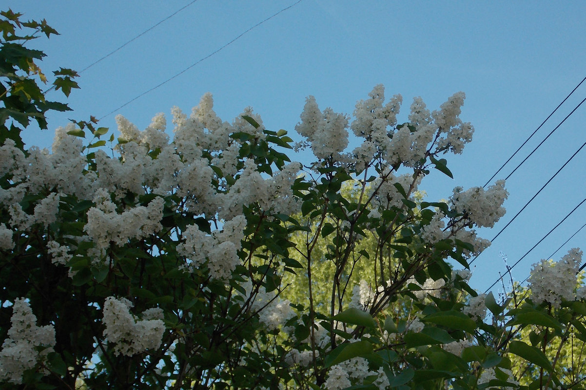 Сирень  под проводами - Фотогруппа Весна