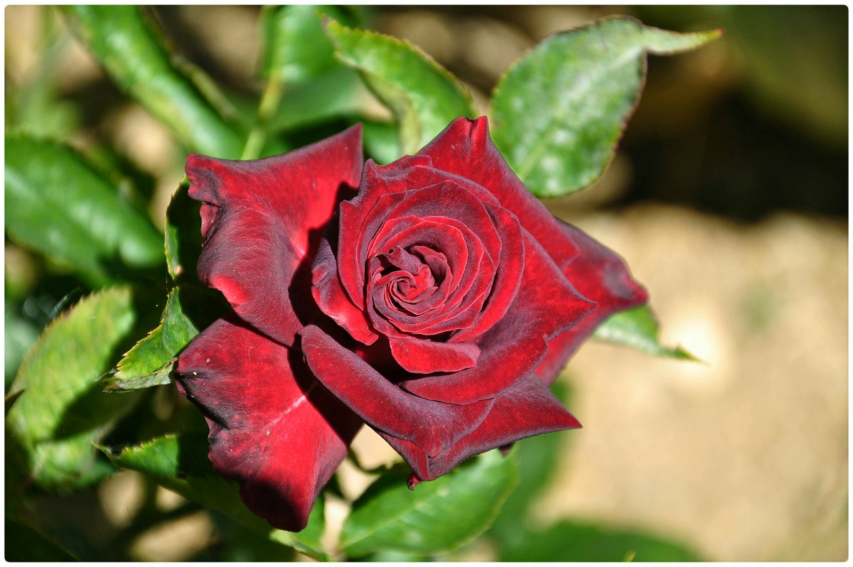 Роза - Любовь 