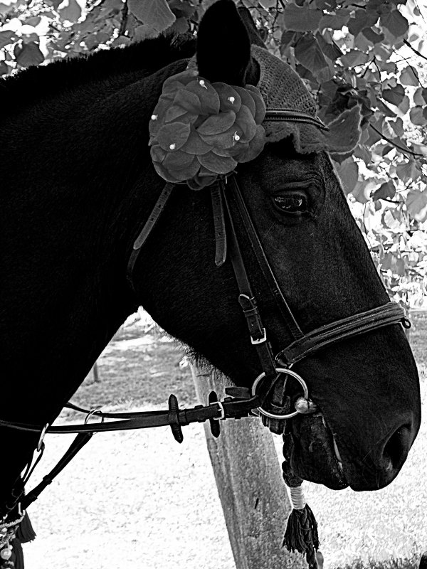 Портрет лошади в профиль - Marina Bernackaya Бернацкая