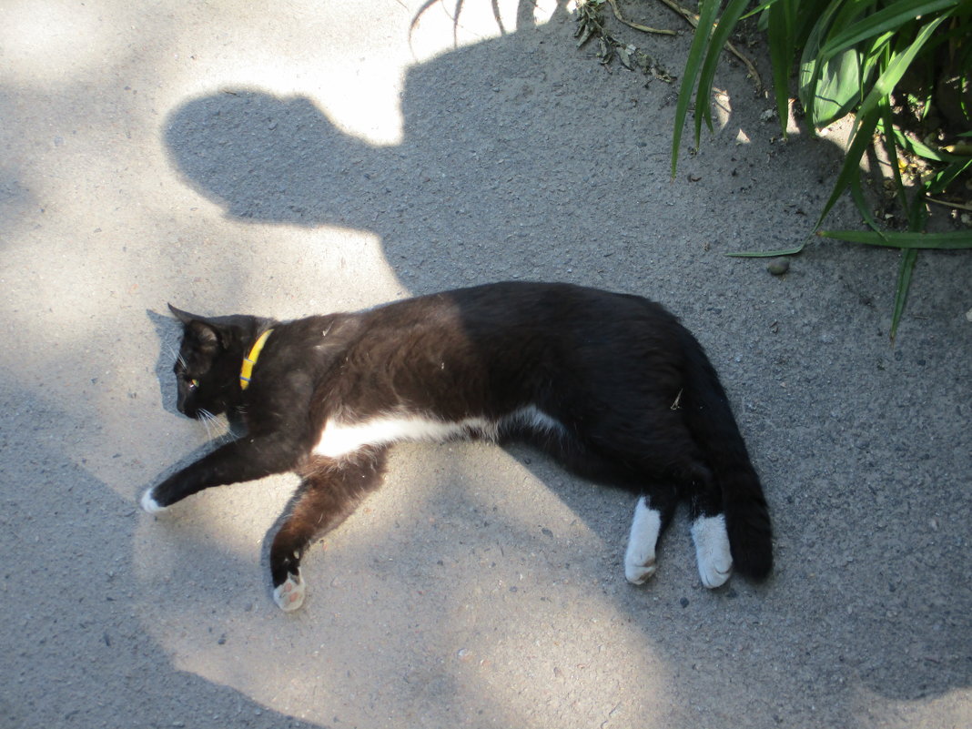 Жизнь полна удивительного:  в момент трансформации-расслабления кот отбрасывает человеческую тень - Алекс Аро Аро