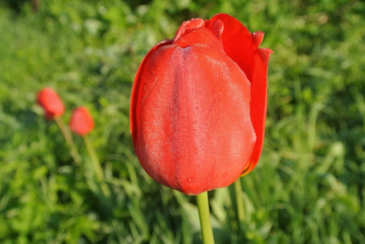 Тюльпан в росе - Лариса Вишневская