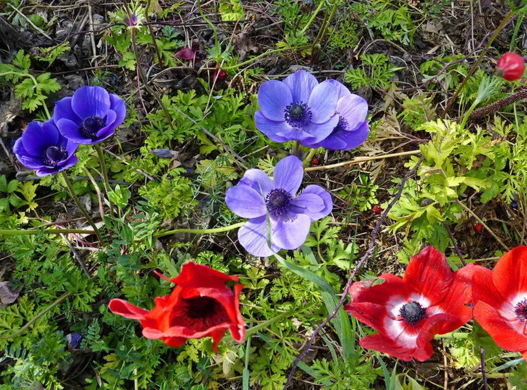 Колониты - цветы весны - Vanda Kremer