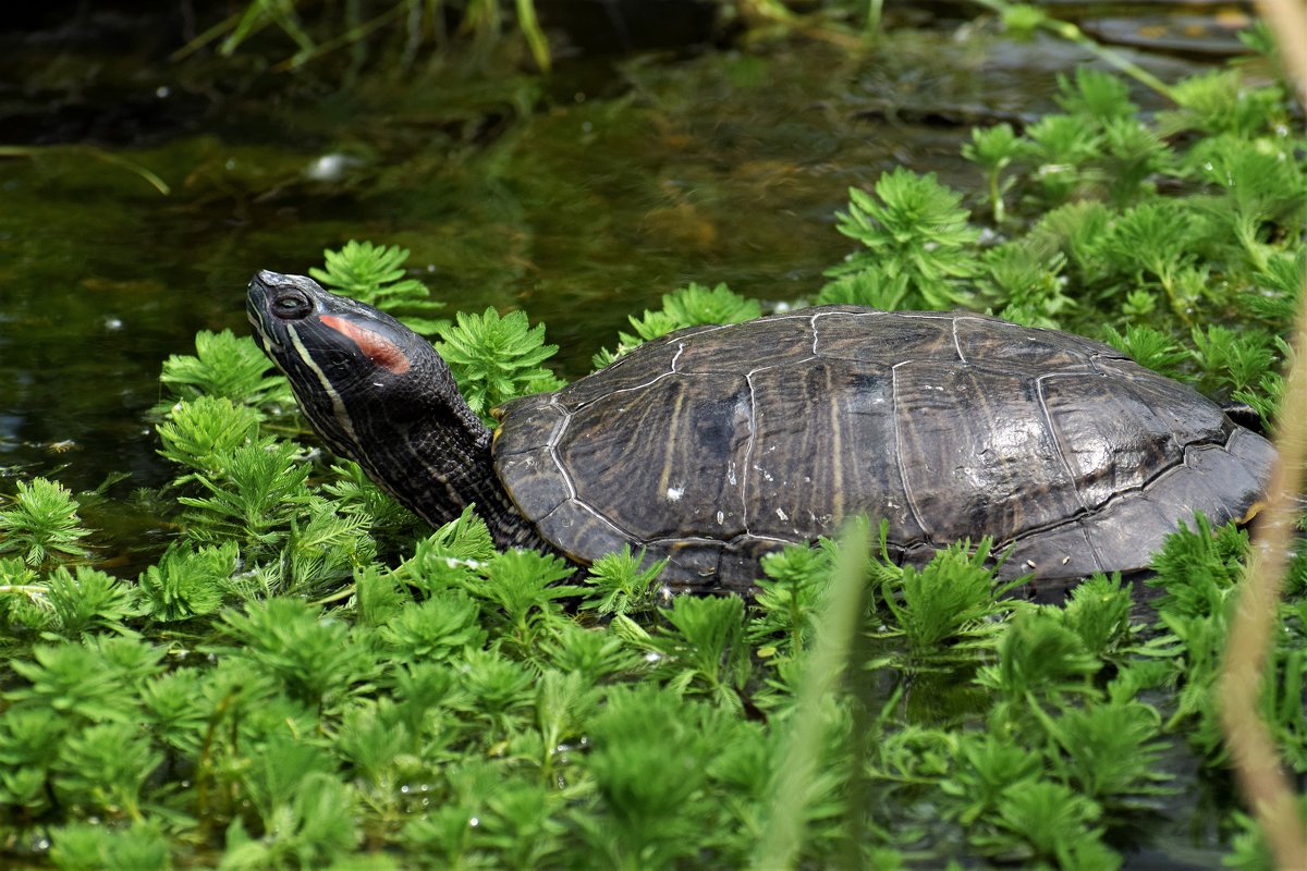 Самая крупная черепаха в пруду Аптекарского огорода. - Татьяна Помогалова
