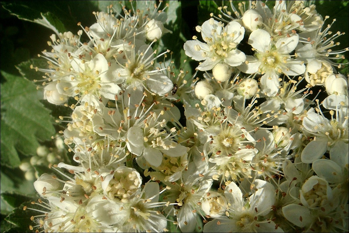 Цветы боярышника - Нина Корешкова