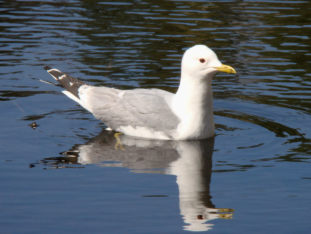 Сизая чайка на озере - Татьяна Георгиевна 