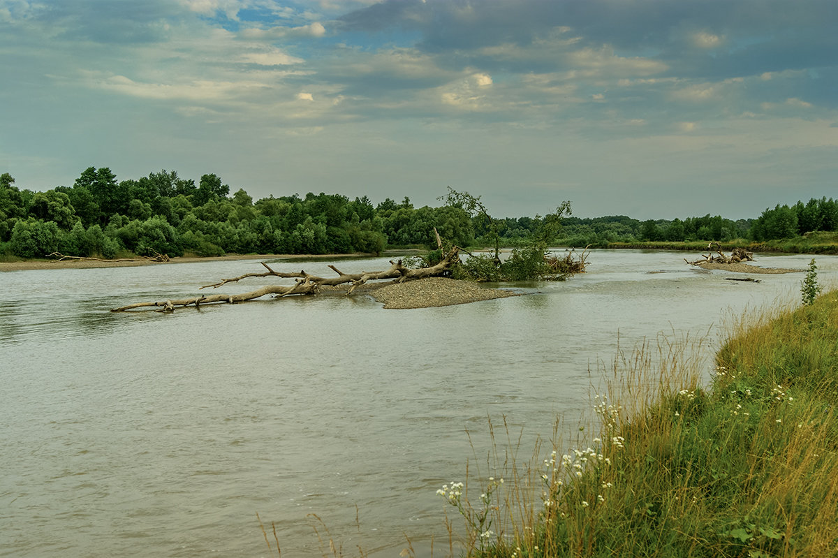 Река Кубань Летом - Игорь Сикорский