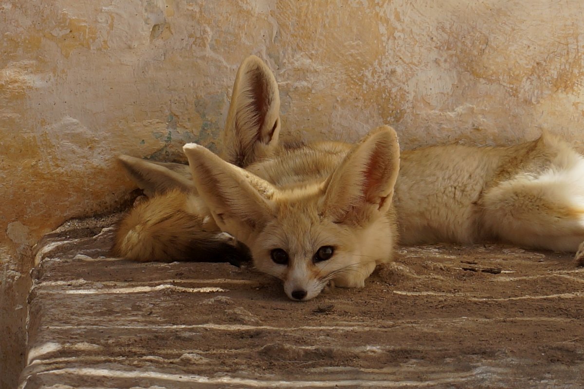 фЕнек - маленькая пустынная лисичка.... необычайно милое создание... - Наталья Меркулова